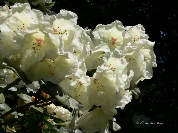 Bois des Moutiers (74) Juin 2012